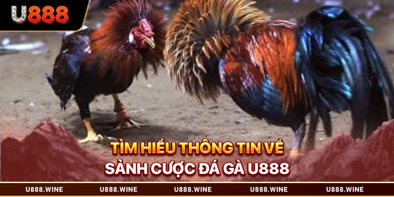 Tìm hiểu thông tin về sảnh cược đá gà U888